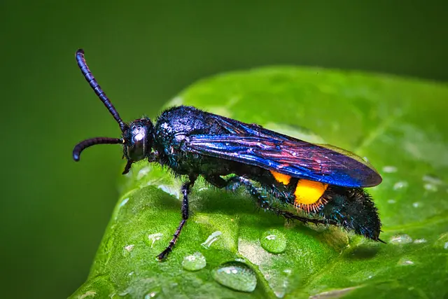 Makrofotografie einer Borstigen Dolchwespe auf einem nassen, grünen Blatt mit Wassertropfen. Das Insekt hat einen glänzend schwarz-blauen Körper, dunkle Flügel und zwei leuchtend gelbe Flecken auf dem Hinterleib. Der Hintergrund ist weich grün verschwommen.