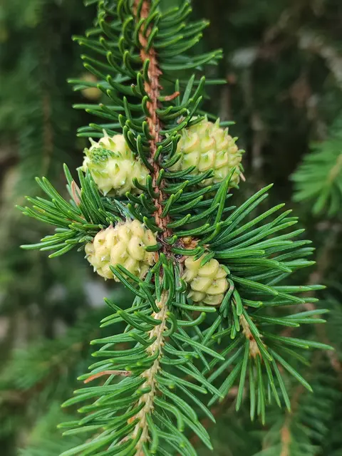 Wenn die Larven geschlüpft sind legen sie später ihre Eier auf Lärchen ab...
Die Bäume werden dadurch kaum geschädigt. | Foto: I.Wozonig 