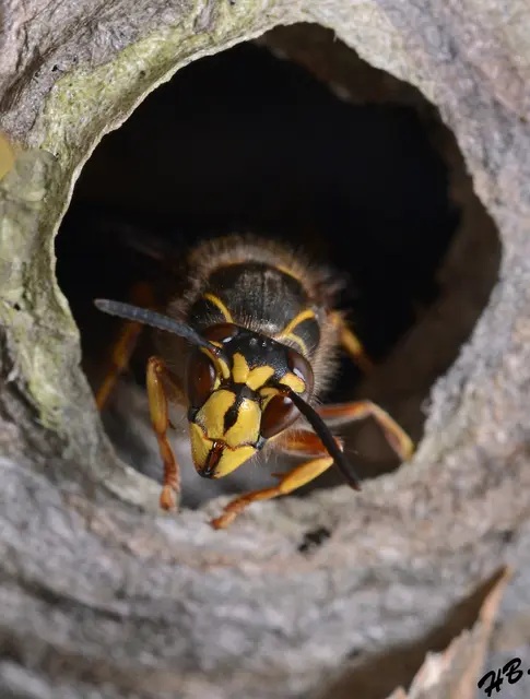 Aber Hallo, das ist mein Zuhause -- Aus meiner Makrowelt. Wächter vorm Wespennest !