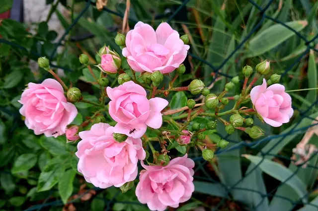 Rosafarbene Rosen, aufgeblüht und mit vielen Knospen, vor grünem Blattwerk.