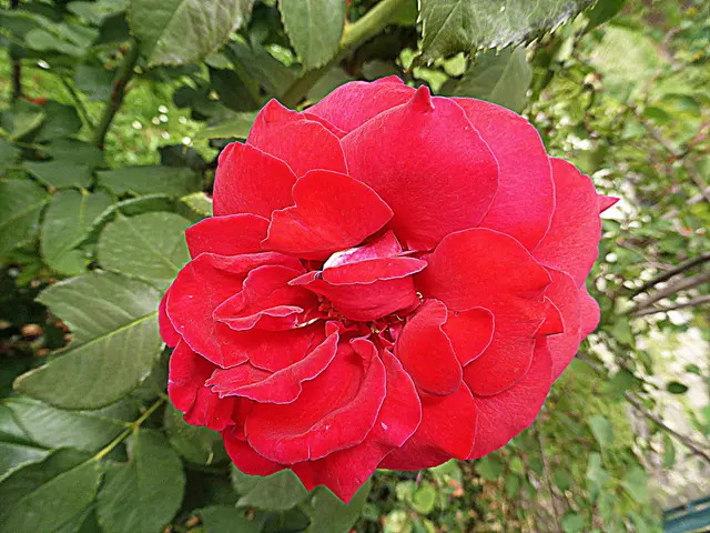 Eine Rose, die von Herzen kommt, ist ein Zeichen für echte Liebe, tiefe Dankbarkeit und reine Zuneigung. Sie zeigt ohne viele Worte, was ein Mensch wirklich fühlt💖