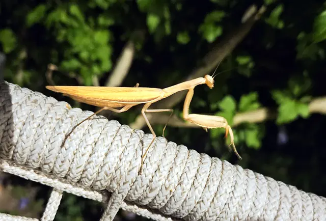 Die Europäische Gottesanbeterin breitet sich aufgrund der wärmeren Sommer zunehmend auch in Österreich aus. Die geschützte Art ist ein geschickter Insektenjäger und ein willkommener Nützling im Garten. | Foto: Hans Ludwig