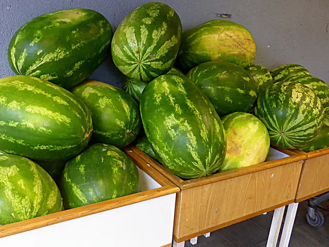 "Wassermelonen" sind bei Hitze ideal, da sie zu über 90 Prozent aus Wasser bestehen, den Körper von innen kühlen und den Flüssigkeitsverlust durch Schwitzen ausgleichen🍉