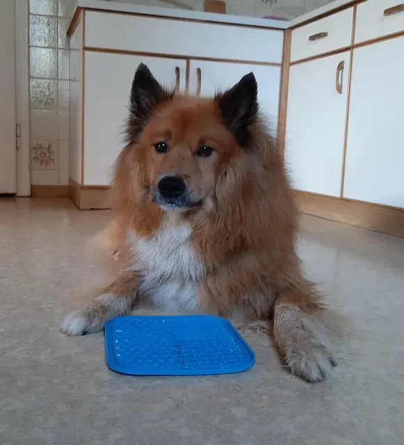 Das Auslecken der "Schleckermatte" ist ja sooo anstrengend, deshalb hat es sich Lilo dabei gemütlich gemacht und hofft jetzt auf eine weitere Portion Joghurt. | Foto: B. Hofmann