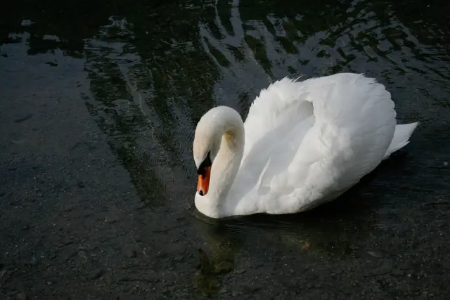 Schwan, Entenvogel, Fernsteinsee, Tirol, Bezirk Imst