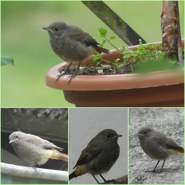 Die jungen Rotschwänzchen fühlen sich sehr wohlbei uns  im Garten. 
