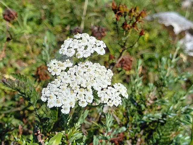 Die Schafgarbe zeichnet sich durch einen hohen Gehalt an ätherischen Ölen, Bitterstoffen, Gerbstoffen und Flavonoiden aus. In der traditionellen Volksheilkunde wird sie auch als „Bauchwehkraut“ oder „Blutstillkraut“ bezeichnet. | Foto: H.Bachinger