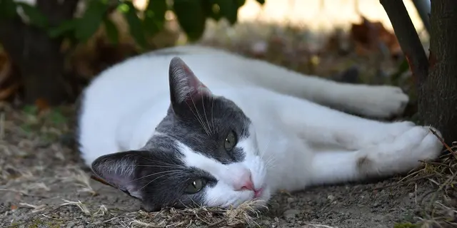 Foxi und Jolly die Katzen meiner Tochter. Beide kommen aus dem Tierheim.