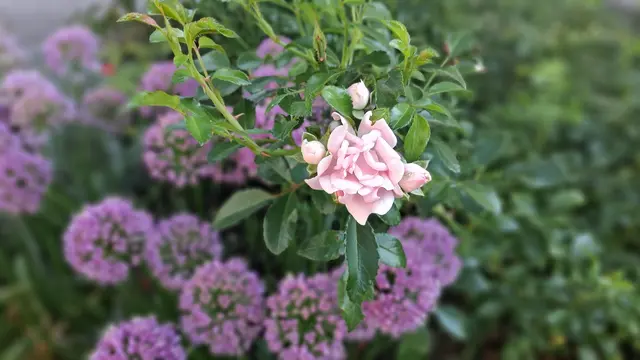 Eine rosafarbene Rose mit vielen Blüten vor unscharfen lilafarbenen, kugelförmigen Blumen