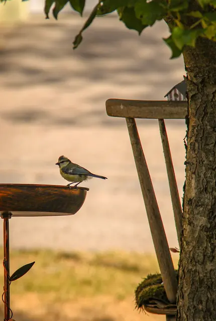 Wasserstellen im Garten werden momentan sehr gerne angenommen!