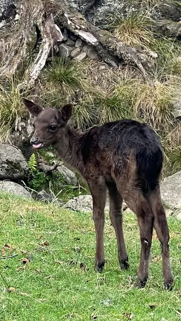 PS: Mama hat gesagt, ich darf mich etwas umsehen, muss aber immer in ihrem Blickfeld bleiben; nach dem heftigen gestrigen Regenguss ist es wohl etwas frisch geworden, wie gut und wärmend da doch mein haariges Fell ist!