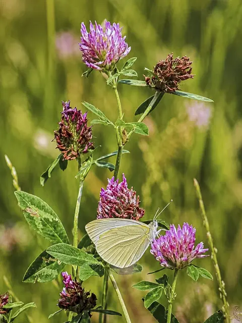 Zu sich selber ehrlich sein können
ist die größte Freiheit.
Foto: Glaser 