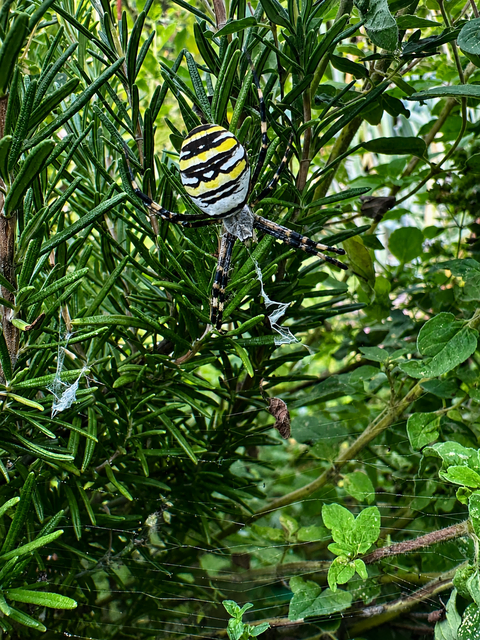 Eine Wespenspinne hat es sich mitten im Rosmarinstrauch gemütlich gemacht. Mit ihrer auffälligen schwarz-gelb-weißen Zeichnung ist sie im Garten kaum zu übersehen.  | Foto: Redl Daniela 