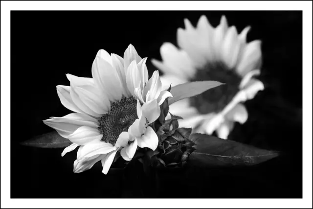 Mit diesen Sonnenblumen aus unseren Garten, welche nun verwelken, wünsche ich euch allen einen schönen Sonntag. | Foto: © by Ing. Günter Kramarcsik