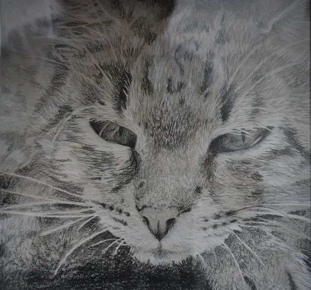 ...die Katze meiner Tochter Lisa.
Gez. Lisa S.