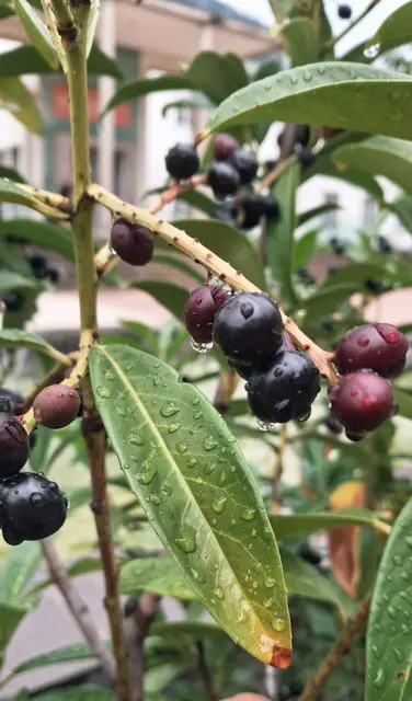 Schwarze Beeren und längliche Blätter mit Regentropfen