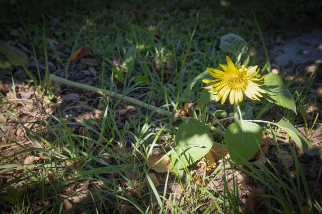 Mit dem Trimmer hab ich eine der vielen Sonnenblumen leider erwischt , trotzdem ist sie erblüht . 