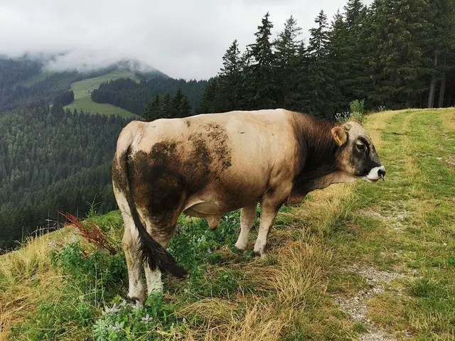 Wenn's im August ohne Regen abgeht, das Vieh vor leerer Krippe steht.