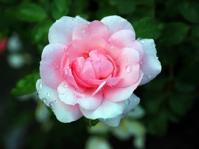 Der so wichtige Regen ist angekommen. Ganz ruhig hat es die ganze Nacht geregnet und auch schon gestern Nachmittag. Das freut die Menschen aber besonders die Natur!