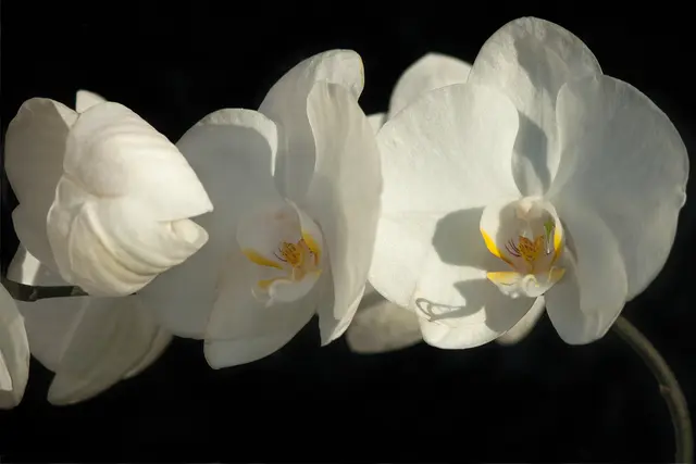 Orchideen im Licht der untergehenden Sonne | Foto:  © by Ing. Günter Kramarcsik