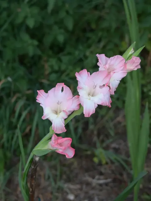 Mein Garten