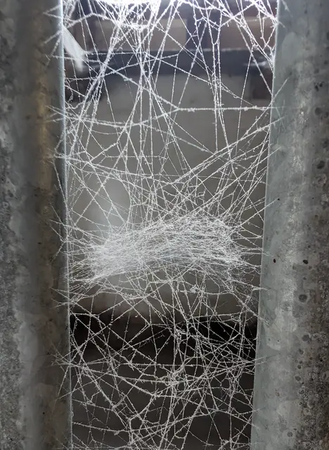 Ein kleines Meisterwerk der Natur - da dürfte jemand gut vernetzt sein | Foto: Bernd Haider