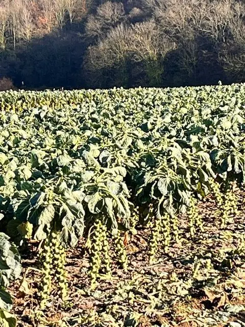 Hallo Freunde, noch steht der Sprossenkohl in voller Pracht und Höhe hier noch auf dem Acker und wandert dann über den Einzelhandel in unsere Kochtöpfe - einfach gut und schmackig!