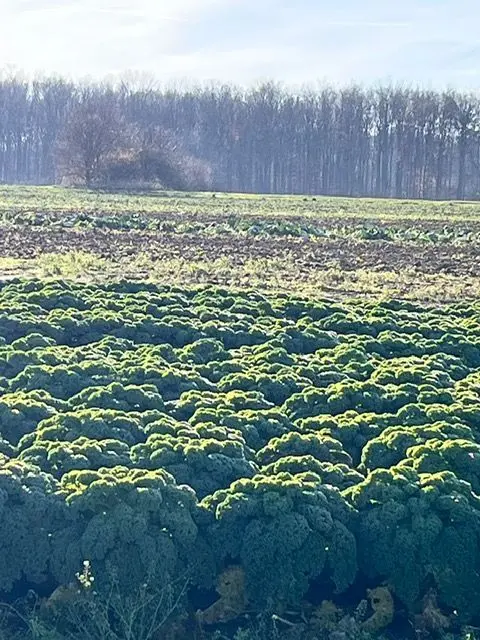 Im satten Grün wächst der Brokkoli auf dem Acker-
und wird letztendlich wohl in so manch einem Kochtopf landen; ein so wohlschmeckendes und gesundes Gemüse!