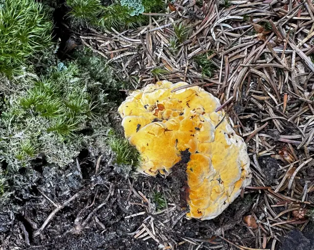 DABEI HANDELTE ES SICH UM EINEN GELBEN BRAUNPORLING (PHAEOLUS SCHWEINITZII)
(WIKIPEDIA)