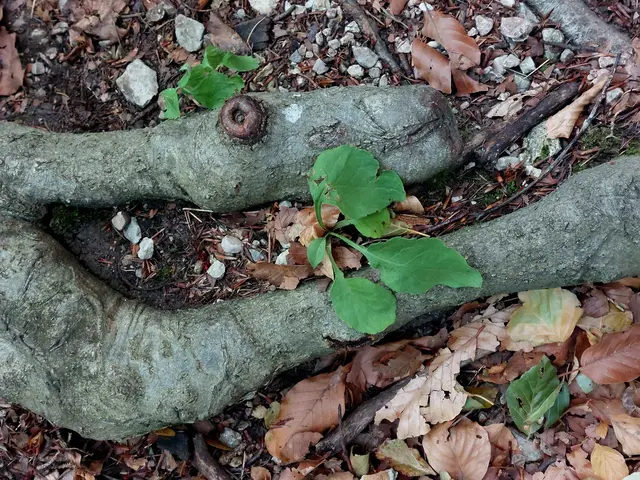 Gesehen bei einer Wanderung im Wiener Wald, am Peilstein