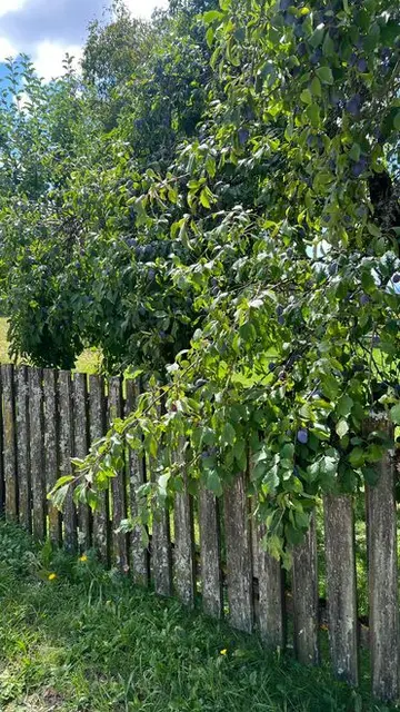 Die süßesten Früchte schmecken dir und mir genau so, doch leider wachsen sie meist in Nachbars Garten, zum Glück auch übern Zaun - so schmackig saftig und soooo gut und den Wespen schmecken sie auch! 