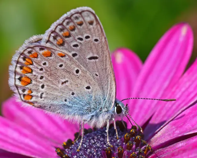 BLÄULING -- Allein in Österreich leben über 50 Arten ! Viele Männchen der europäischen Arten haben blau gefärbte Flügeloberseiten, daher der deutsche Name .