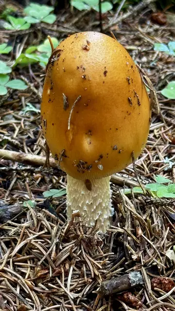ORANGEGELBER STREIFLING (AMANITA CROCEA)
(WIKIPEDIA)