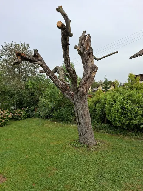 Rund 75 Jahre Äpfel getragen, Schatten gespendet und viel Sauerstoff erzeugt ...