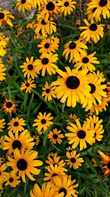 Ein Strauch gelbe Blumen vor grünem Blattwerk.