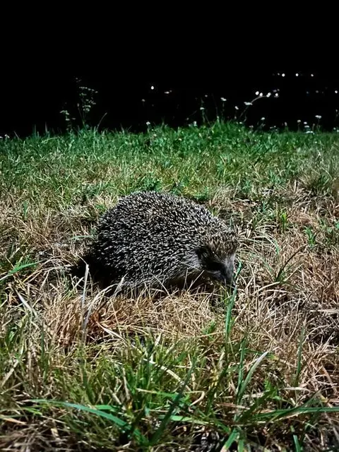 Hallo mein stacheliger Gartenfreund, wie schön, dass es dich noch gibt, denn es ist schon eine Weile her, als ich dich in meinem Garten sah. Du bist nachtaktiv mit hervorragendem Geruchsinn; steht's witternd auf Nahrungssuche in der Dämmerung. Beeindruckend ist deine Schnelligkeit auf flinken Beinen wenn du dich in Bedrängnis und verfolgt fühlst; und dein Einrollmechanismus - wenn du dich in Gefahr glaubst, dann bleibt von dir nur noch eine stachelige Kugel übrig.  Gefährlich wird dir nur der Mensch, wenn er einmal wieder viel zu schnell auf der asphaltierten Straße-rücksichtslos Gas gibt und auch du bleibst trotz deines Stachelkleides blutend liegen. Darum bleibe zu deinem Schutz und meiner Freude, weiterhin in unserem Garten! 