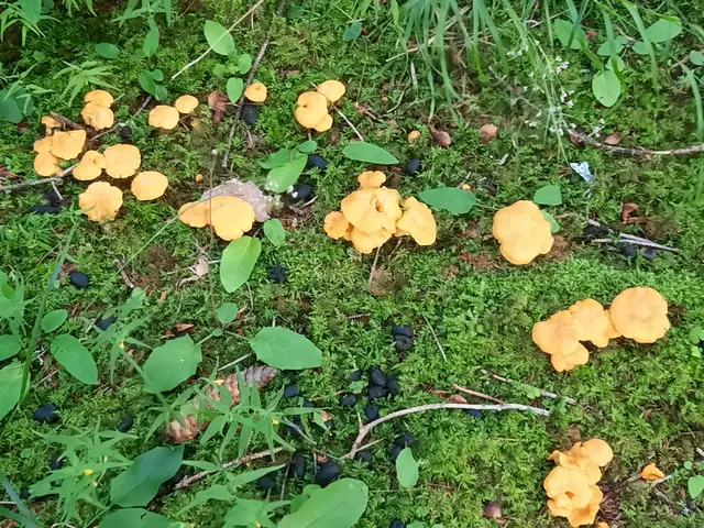 Entgegen aller Unkenrufe, dass es heuer wenig Pilze und Schwämme gebe, fanden wir Eierschwämme mehr als ausreichend. Mit diesem Foto wünsche ich euch allen ein schönes Wochenende und gleichzeitig möchte ich mich bei euch bedanken für eure treuen Besuch und Kommentare.  | Foto: © by Ing. Günter Kramarcsik