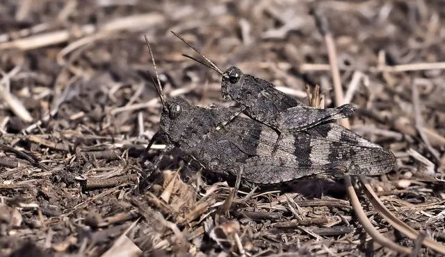 Blauflügelige Ödlandschrecke (Oedipoda caerulescens) beim Paarungsverhalten, wobei das deutlich kleinere Männchen auf dem Weibchen sitzt.
Aufgenommen auf Brandfläche im Föhrenwald