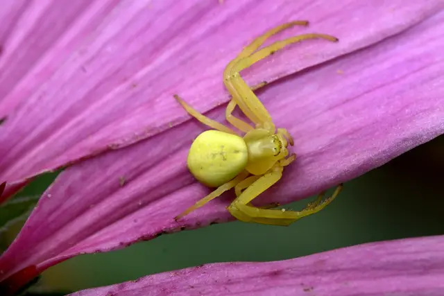 ....ist die veränderliche Krabbenspinne überzeugt !