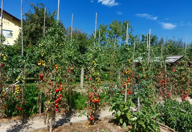 An den Rispen hängen zahlreiche rote und teils noch grüne Tomaten.
Wuchsform: Es handelt sich um Stabtomaten, die eine stabile Rankhilfe benötigen !