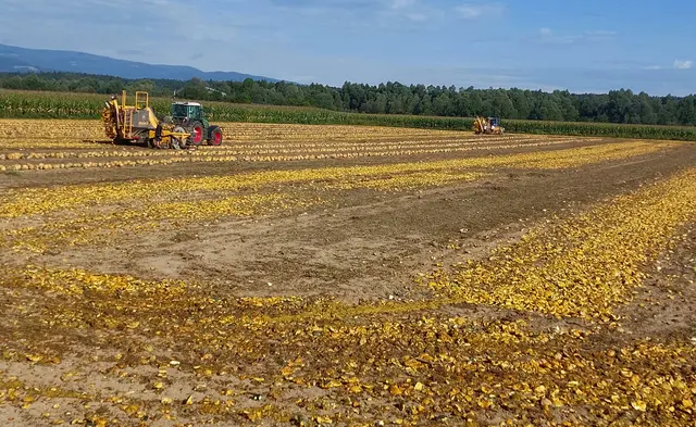Ernte von Ölkürbissen auf einem Acker, bei der die Kürbisse maschinell zerkleinert und die Kerne herausgefiltert werden !
Das Zusammenschieben: Zuerst werden die reifen Kürbisse auf dem Feld in Reihen zusammengeschoben.Der Ernteautomat: Ein Traktor mit einer speziellem Erntemaschine fährt über das Feld und trennt die Kerne von der Frucht.Reste auf dem Acker: Das zerkleinerte Fruchtfleisch und die Schalen bleiben als natürlicher Dünger auf dem Boden zurück !
