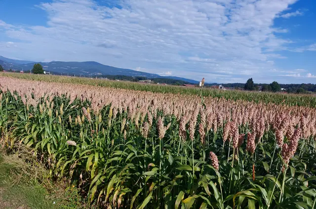 Eigenschaften von Sorghum !
 Die Pflanze hat dicke Stängel und breite Blätter, die stark an Mais erinnern.
 Es dient als Viehfutter, als Energiepflanze für Biogasanlagen und zunehmend auch als trockenheitstolerantes Lebensmittel !