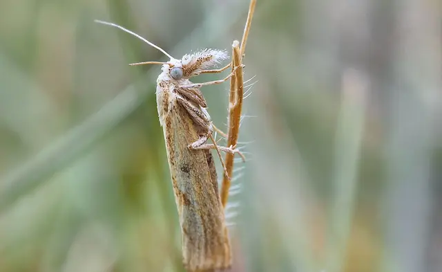 Der Graszünsler 
Sitzt tagsüber mit dem Kopf nach oben an Grashalmen gepresst. Bei Störung fliegen sie kurz auf und landen ein paar Meter weiter wieder im Gras.