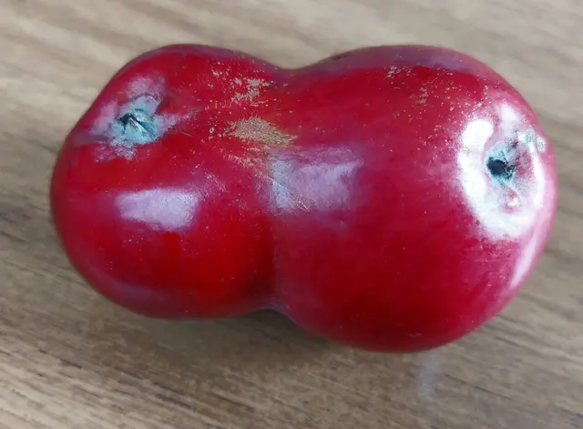   Heute Zigeunerapfel Zwillinge  geerntet !