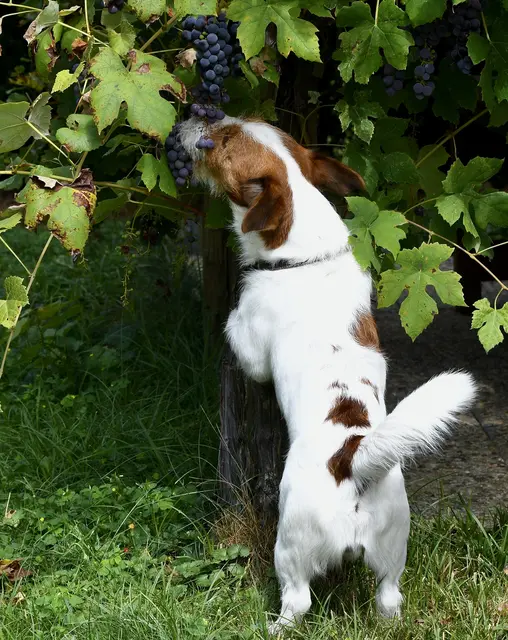 Samy hat schon damit begonnen