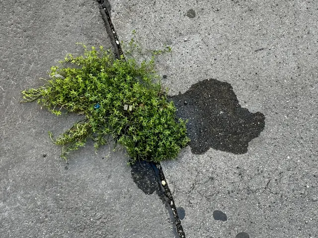 ASPHALT PUDEL MIT GRÜNEM FELL