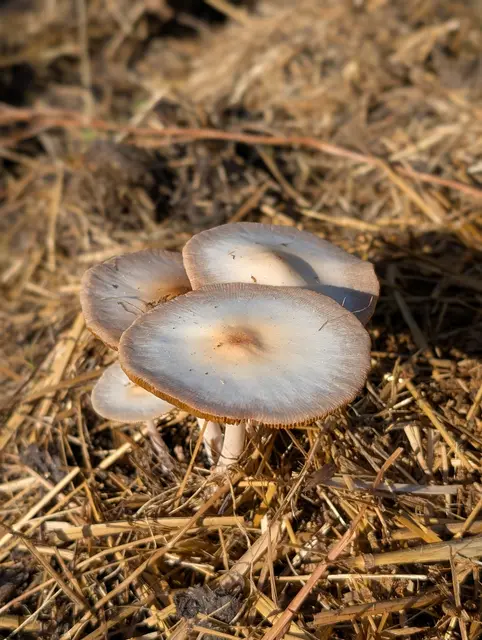 Keine Ahnung um welches "Schwammerl" es sich dabei handelt... Aber der Misthaufen ist vermutlich eine gute Grundlage dafür. | Foto: Bernd Haider