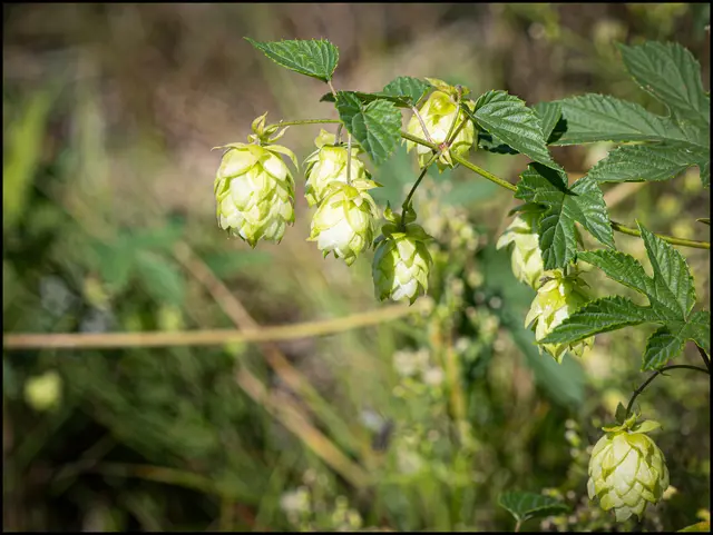 Diese Pflanze ist zwar nur Wild gewachsen aber dennoch Sinnbild für ein Kaltes Bier . In dem Sinne Prost und einen schönen Sonntag 