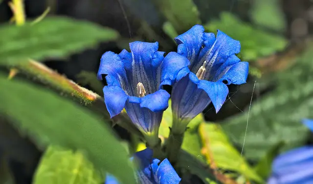 Der Schwalbenwurz-Enzian ist eine mehrjährige Pflanze mit blauen, glockenförmigen Blüten. Er wächst vor allem auf kalkreichen Böden und blüht meist im Spätsommer und Herbst.
Aufgenommen Saubachgraben,Vöstenhof