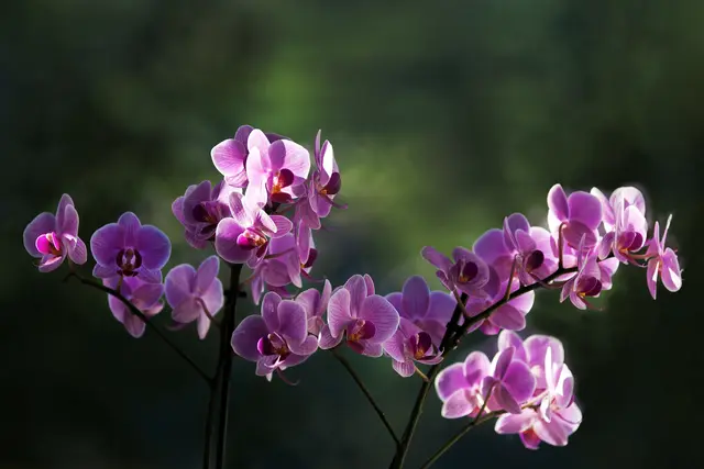 Orchidee im Streiflicht der Sonne | Foto:  © by Ing. Günter Kramarcsik